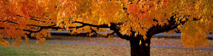 fall tree